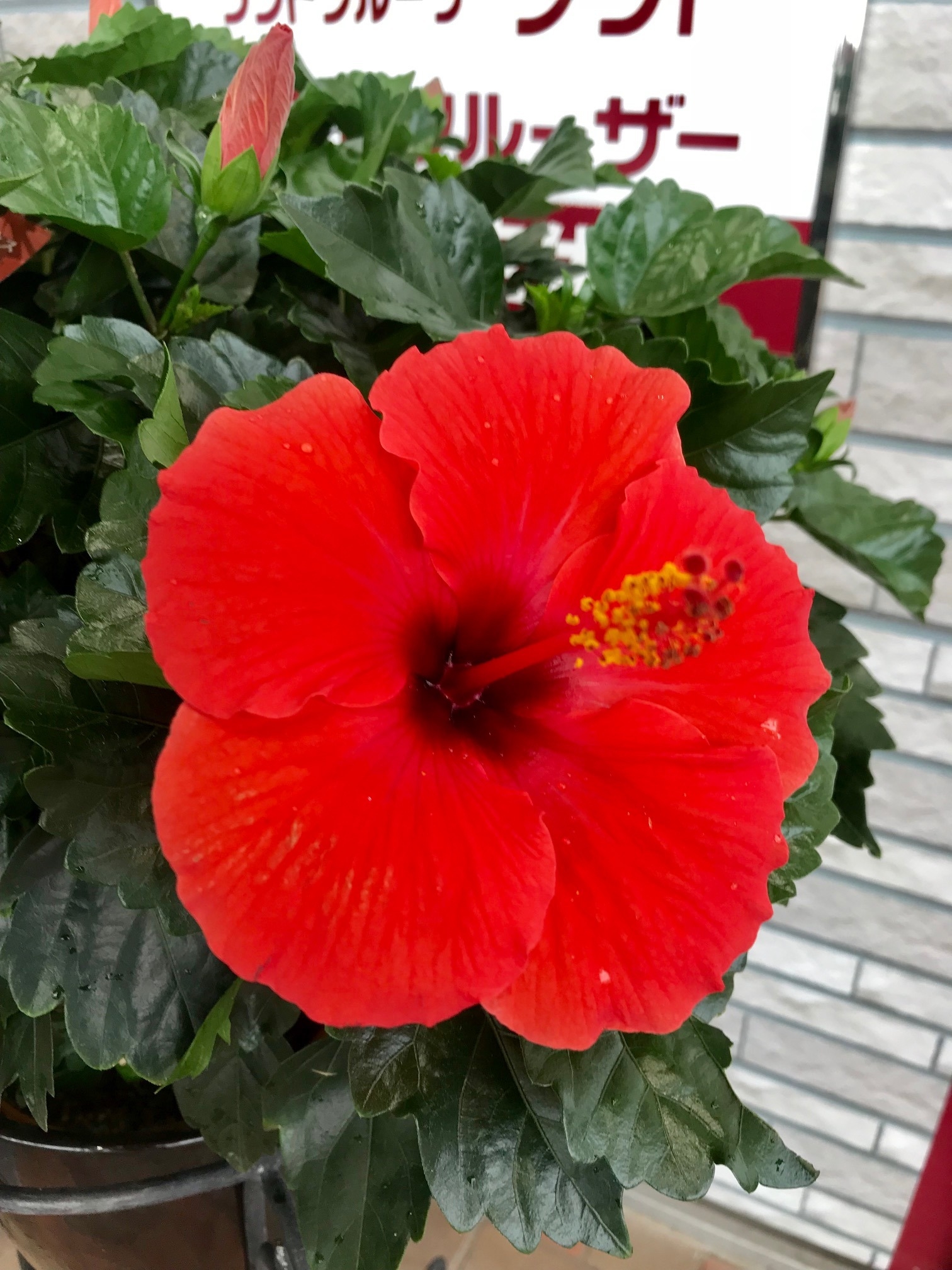 夏のお花 ハイビスカス