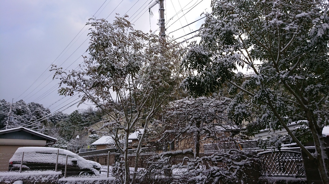 雪やこんこん