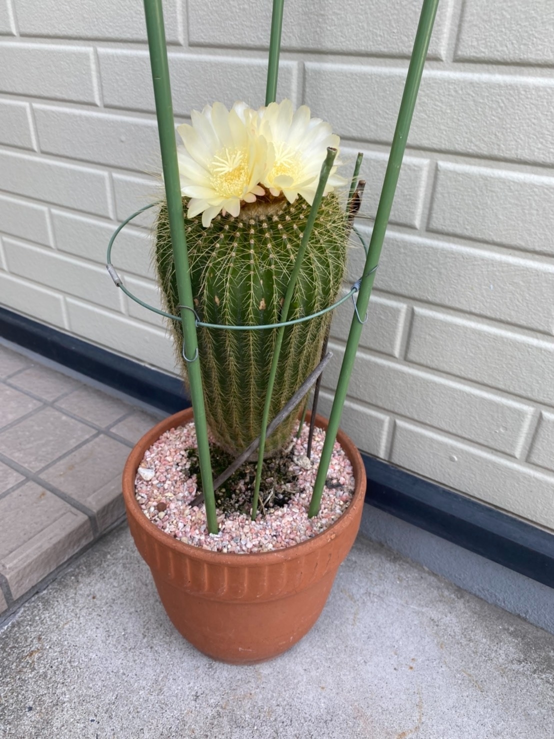 安部家のサボテン こんなに大きくなりました