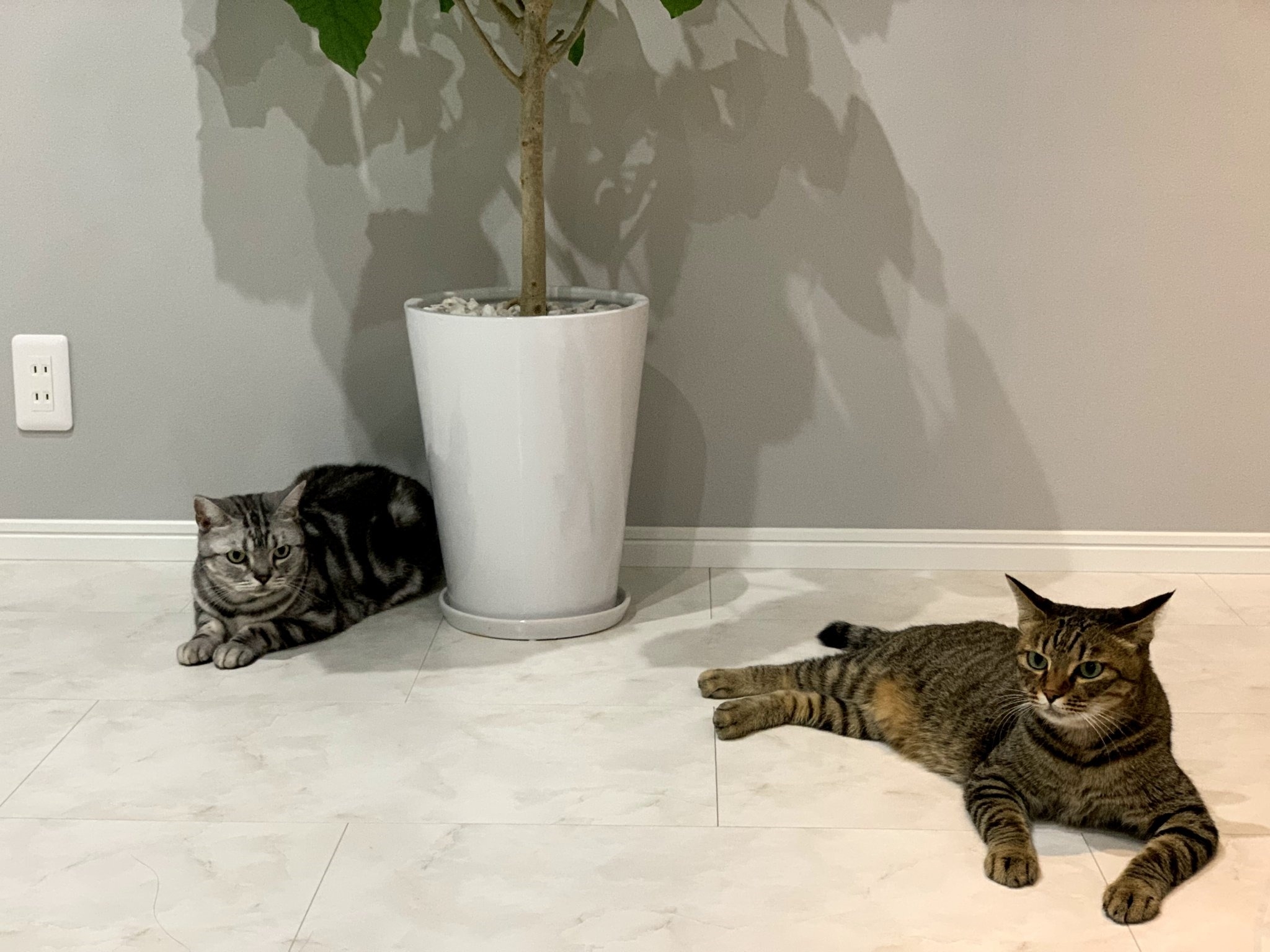 犬派ですか 猫派ですか 犬派ですか 猫派ですか