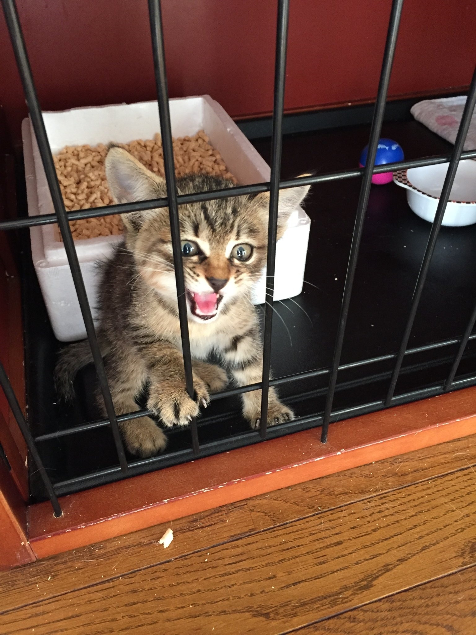 犬派ですか 猫派ですか 犬派ですか 猫派ですか