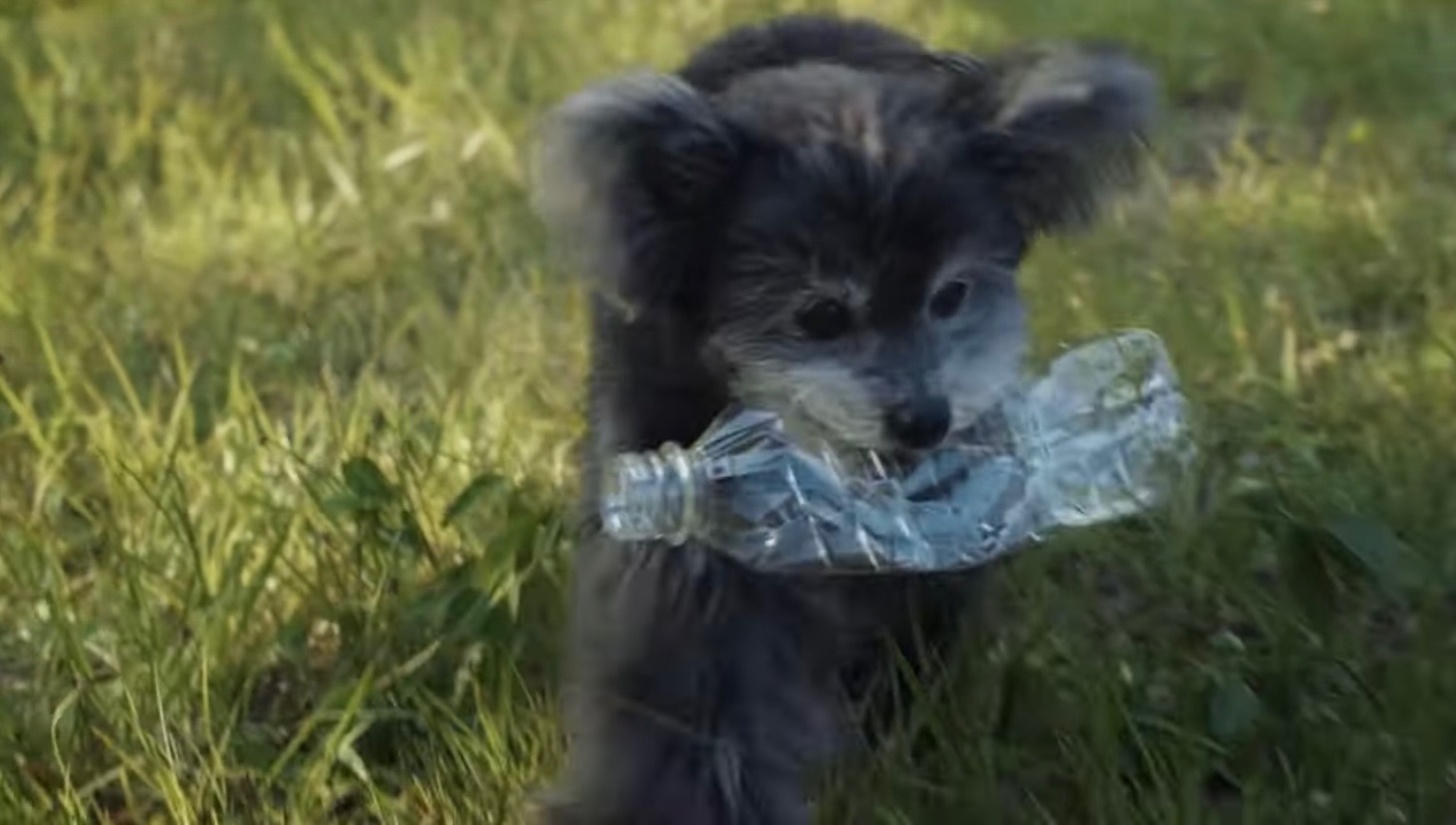 トヨタ シエンタ 犬 ちょうじゅろう君 TOYOTA｜ぬいぐるみ・人形