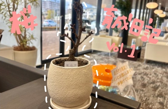 桜🌸育成日記　Vol.1　桜が来たぞ～！！！！