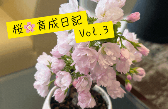 桜🌸育成日記　Vol.3　　＼開花しました！／