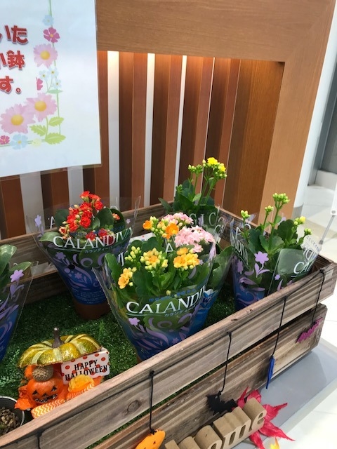 今週のご来店プレゼントは