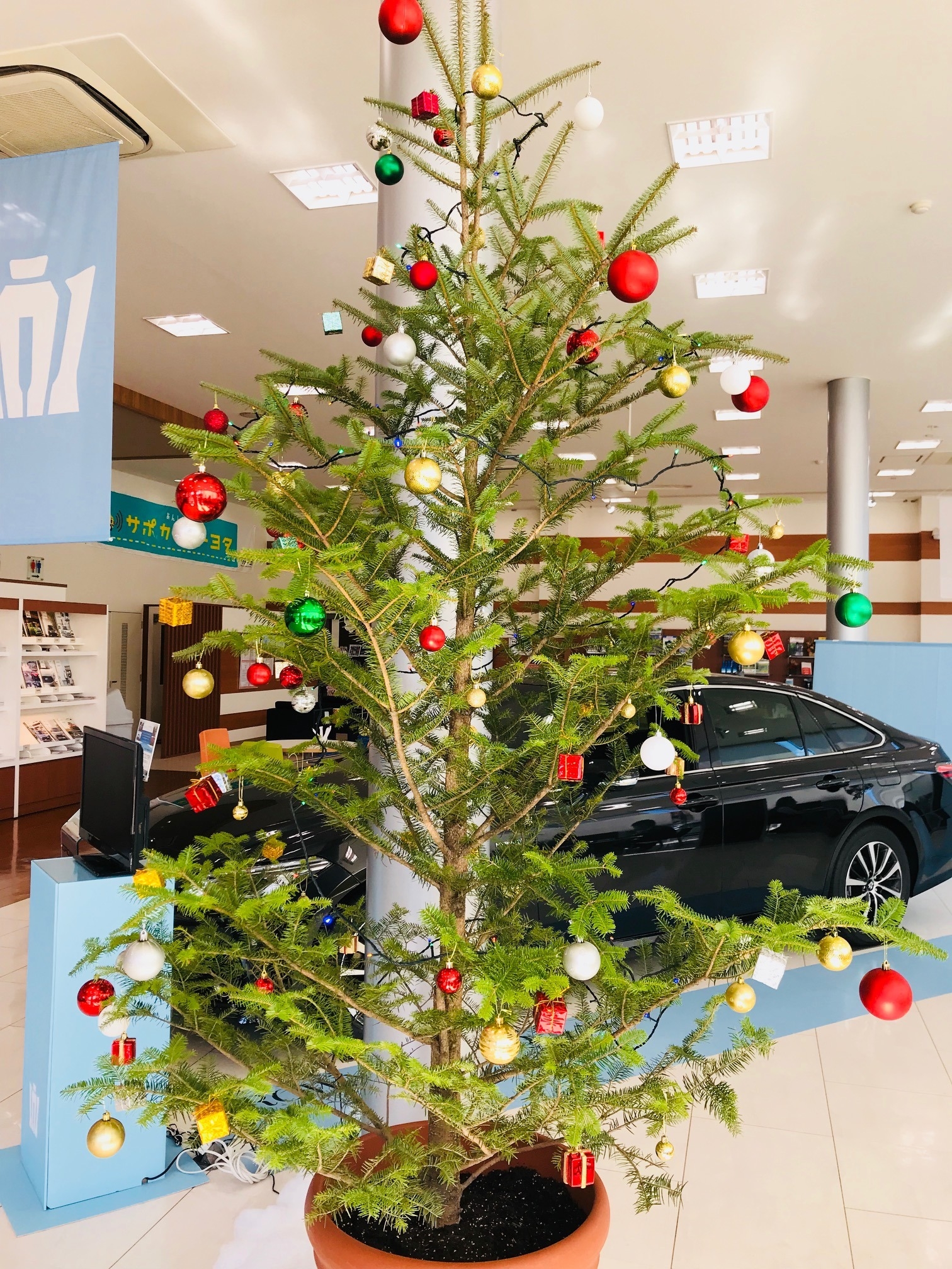 本物のクリスマスツリー