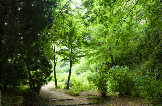神戸市立森林植物園